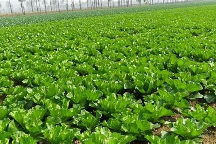 秋季露地栽培大白菜怎样进行配方施肥？