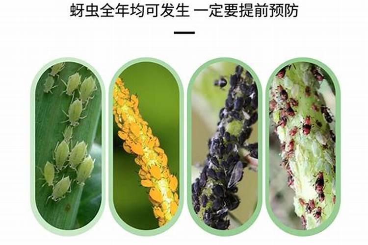 蓟马和螨虫用什么药好一点