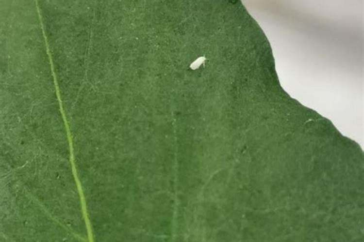 蓟马,螨虫药能与叶绿素混用打西胡芦吗