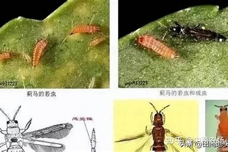 大葱蓟马打什么药最好