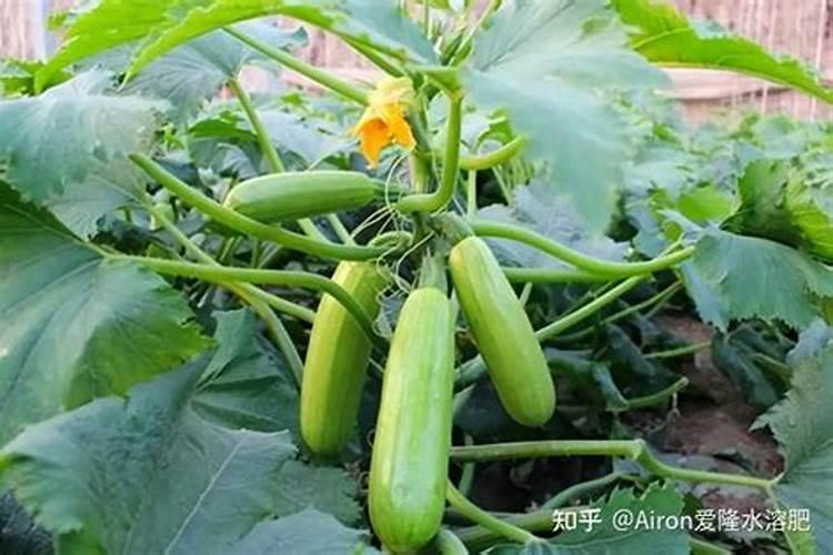 西葫芦露天种植怎么浇水施肥最好