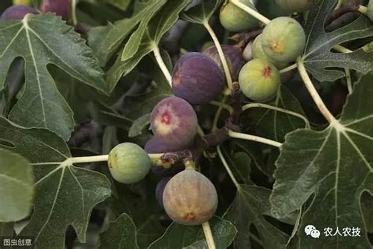 哪种叶面用的钙肥吸收好