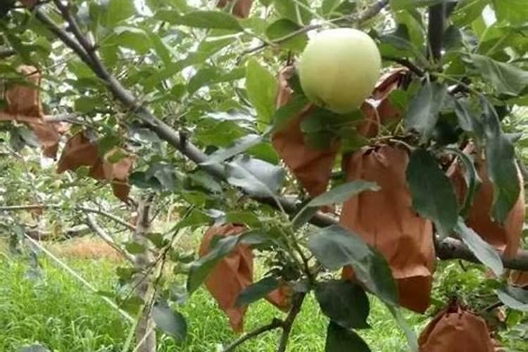 在果树上如何施用钙肥