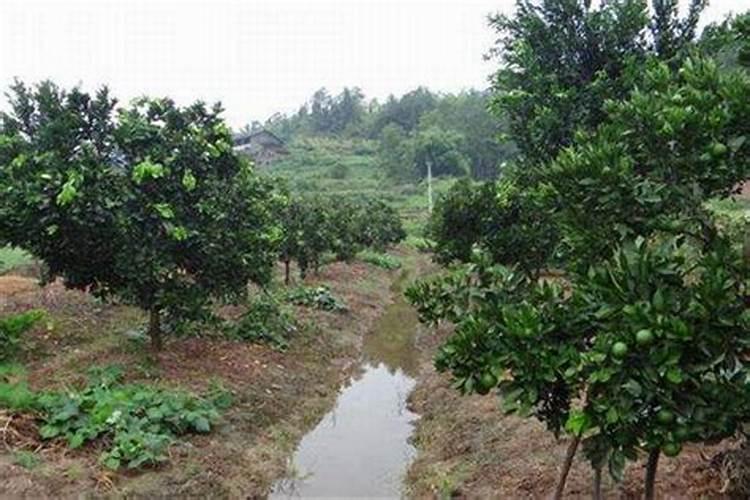 种植蓝莓怎么施肥