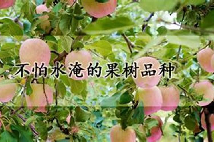 果树追肥技巧都有哪些？果树要施什么肥果子才好吃？