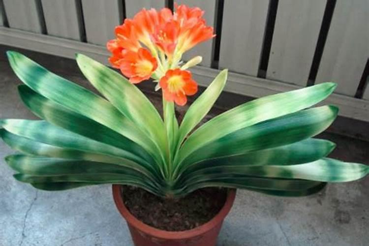 栀子花可以施君子兰的花肥吗？