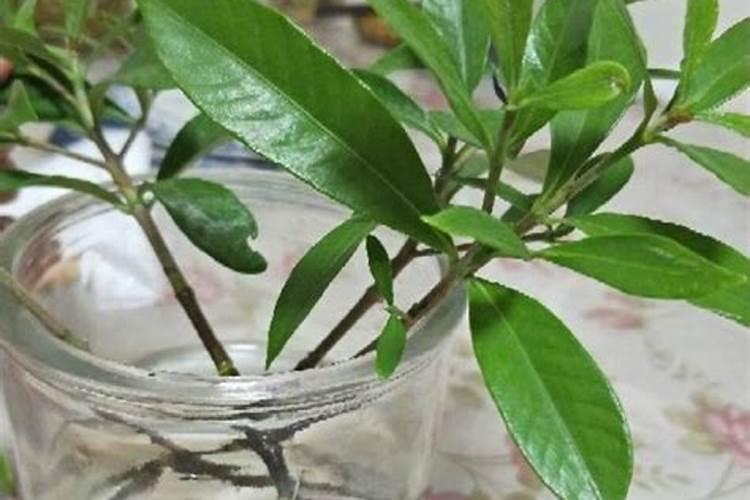 栀子花可以施君子兰的花肥吗？