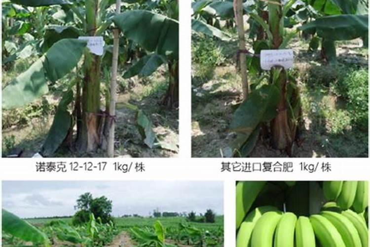 香蕉树如何施肥？香蕉树施什么肥效果好？(附施肥技术)