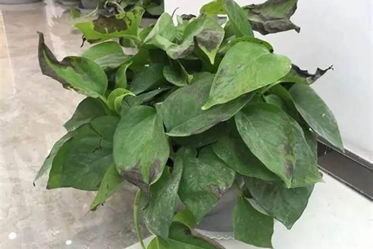 碗莲的叶子枯萎了就是缺磷钾肥吗？