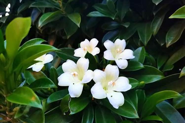 非洲茉莉施什么肥