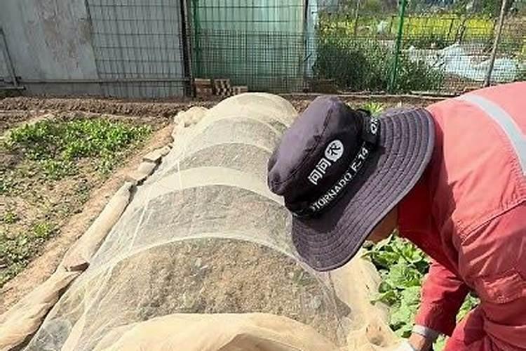 长叶子疏菜施什么肥长的快