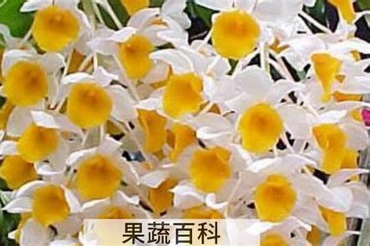 球花石斛怎么养？