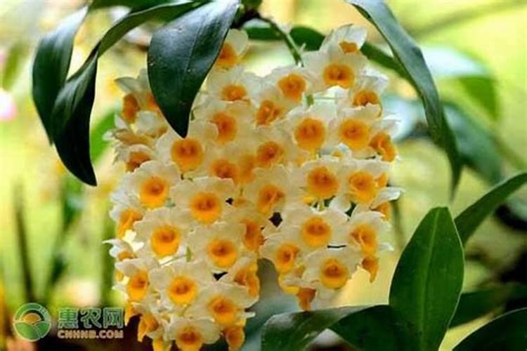 球花石斛的养殖方法