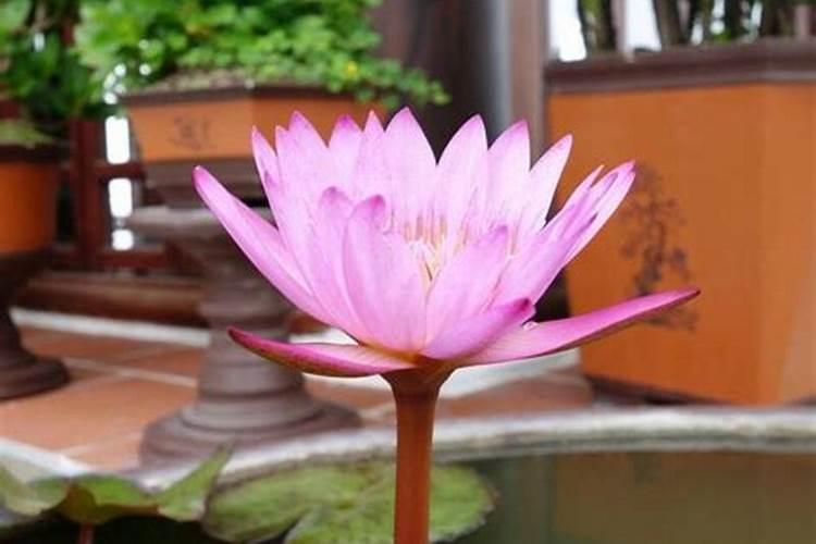 睡莲用什么肥料好