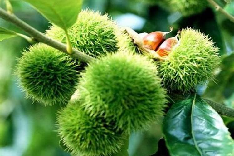 板栗园如何配方施肥？