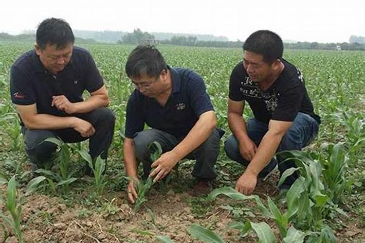 想种植高粱出售,让高粱提高产量的种植方法有哪些？
