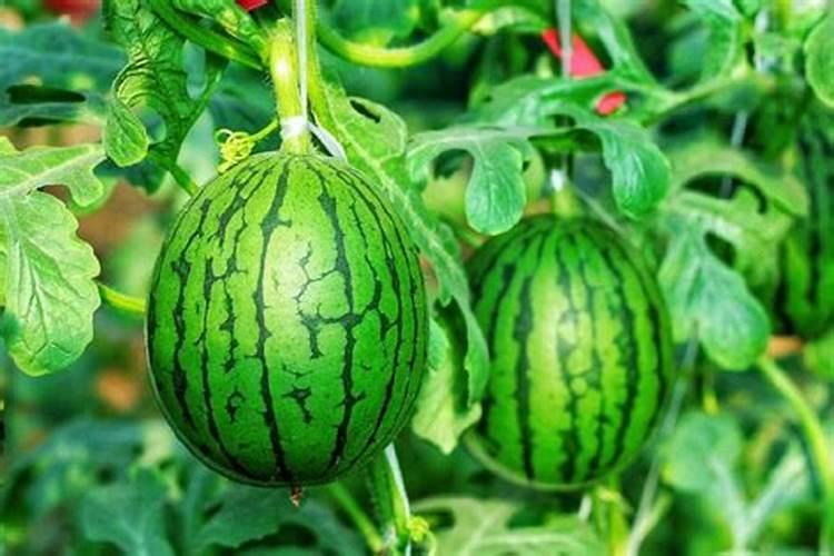 西瓜生长需要哪些肥料
