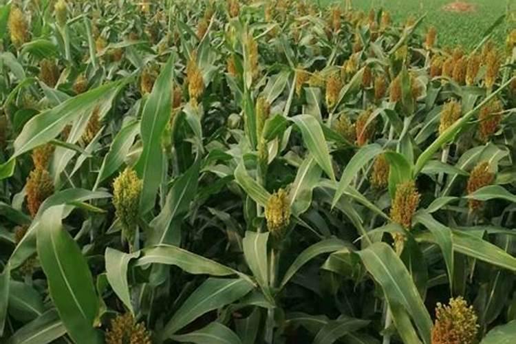 整地会增加土壤活力,种白蒜如何整地？