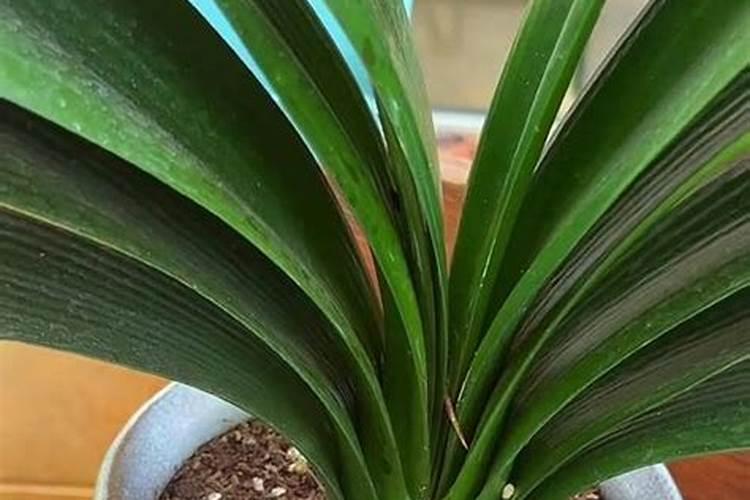 我的君子兰只长叶子不开花是什么原因？