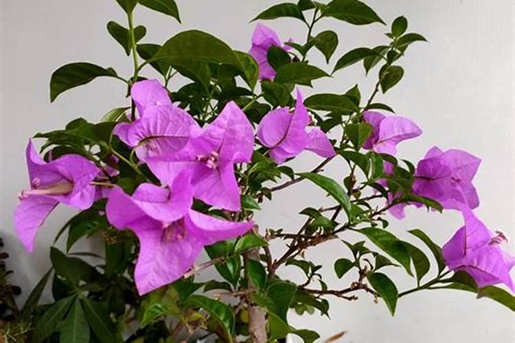 三角梅用磷酸二氢钾叶子全死了还能活吗