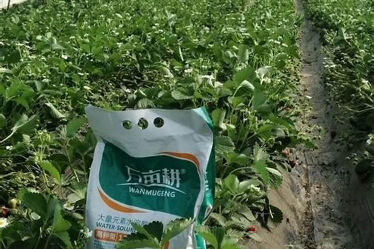 芒果施什么肥料有利于生长？芒果怎么施肥