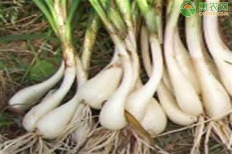 荞头用什么肥料？