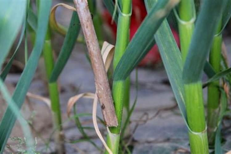 种大蒜用什么肥料好