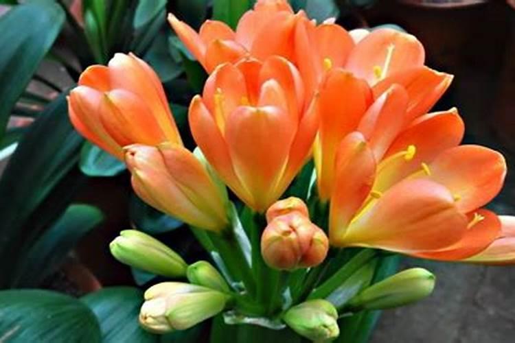 凌霄花施肥过多怎么办,什么时候施肥