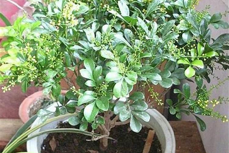 茶籽油饼可以种花吗