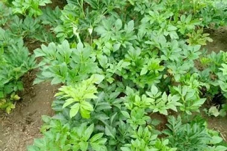 白芷种植如何进行田间管理？