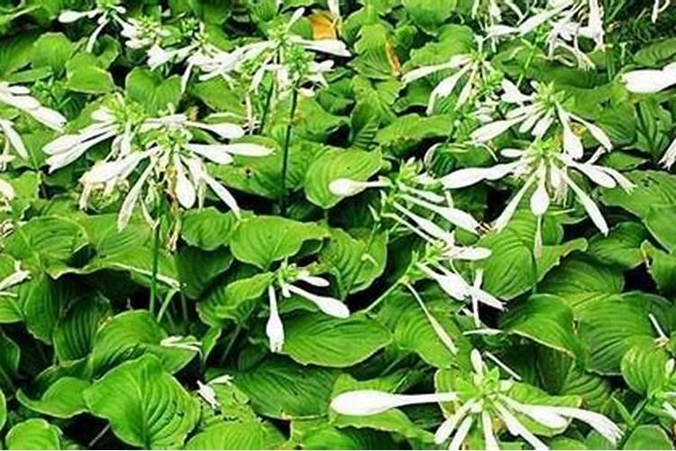 玉簪花冬天养殖方法