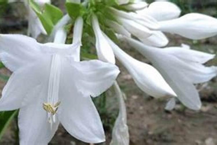 玉簪花用什么肥料