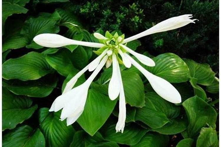 玉簪怎么施肥,这样做花又大一圈!(7月如何养玉簪花才能开花又多又鲜艳...