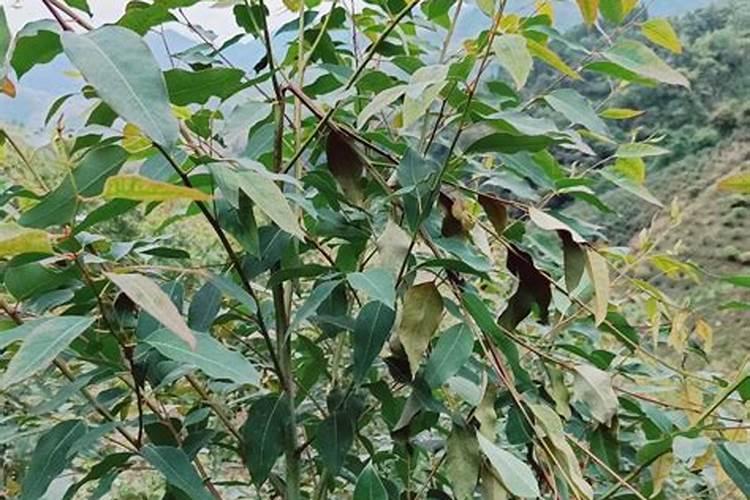 桉树施肥的正确方法