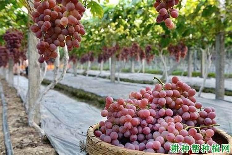 巨峰葡萄催红:乙烯利加芸苔素磷酸二氢钾可以吗？