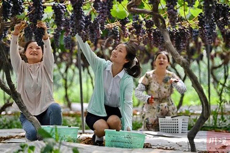 钾肥怎么用效果最好