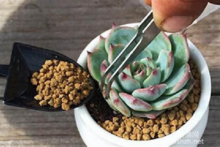 养花换盆时要不要底肥哪些情况不能使用底肥