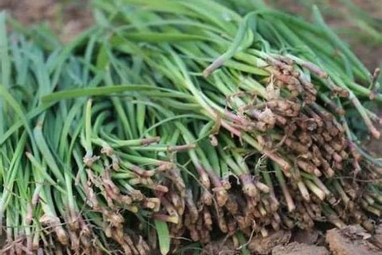 韭菜最忌讳的三种肥料