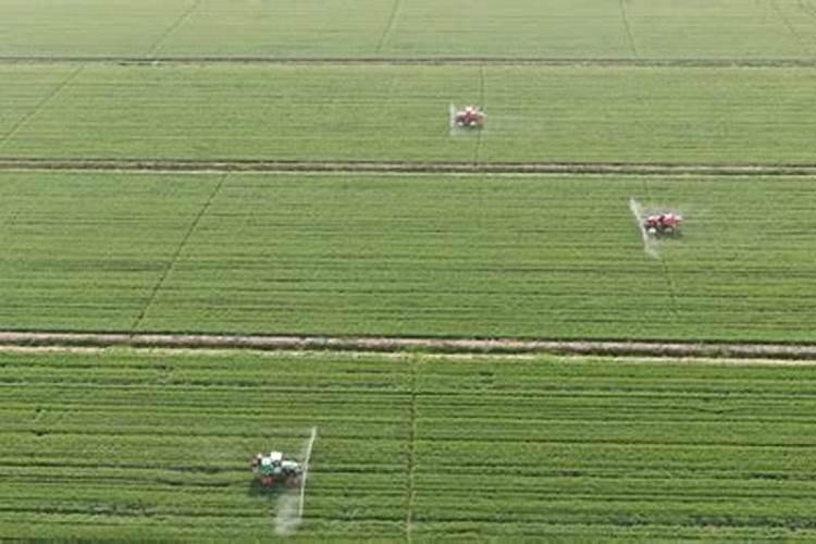 小麦赤霉病特效药
