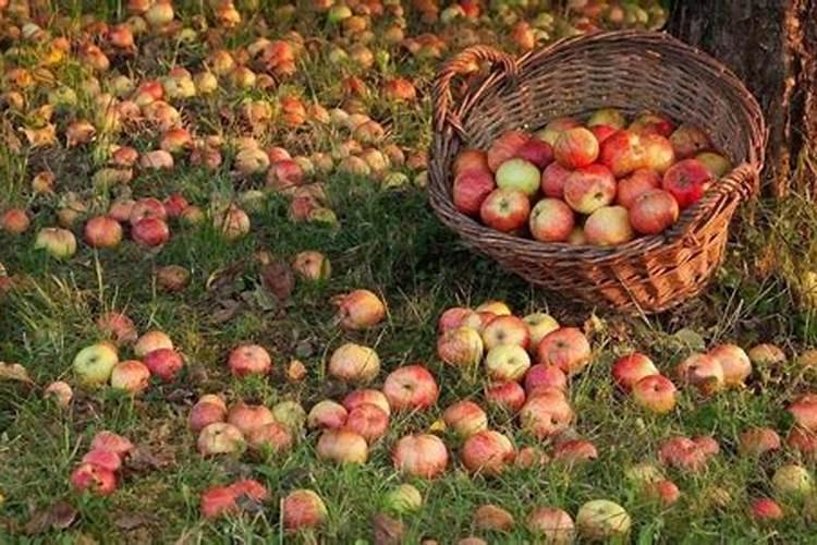 橙子掉果是什么原因