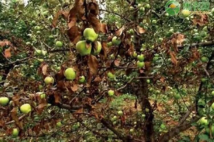 果树开花怎样能不掉果