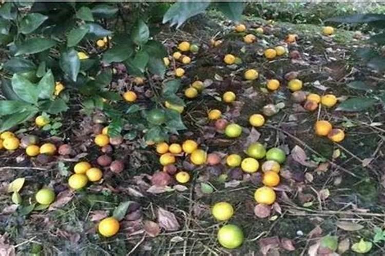 果树缺磷有哪些防治措施？