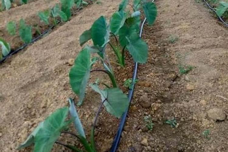 荔浦芋头种植方法.