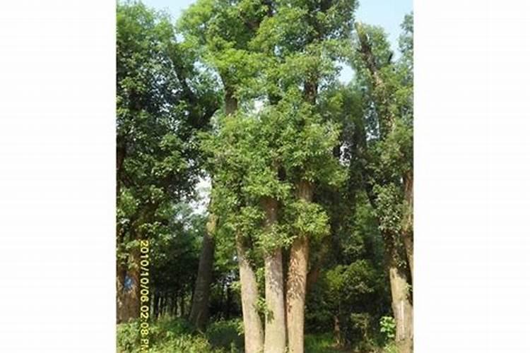 给香樟树施什么肥比较好？