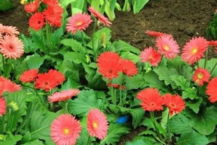 怎么种盆栽非洲菊？