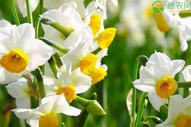 水培水仙开花后怎么处理