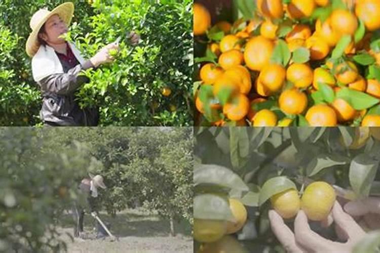 如何种植柑橘,柑橘怎么施肥好？