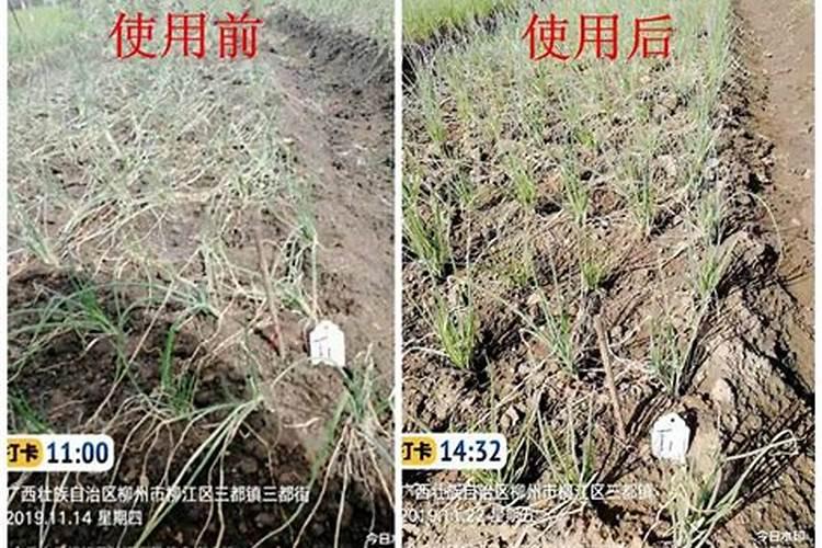 大葱保花保果需要用什么肥料？大葱用什么水溶肥效果好？