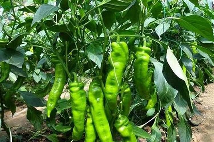 种辣椒用什么肥料比较好