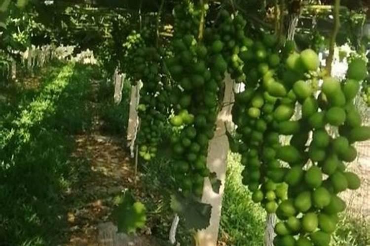 西瓜嫁接后的管理